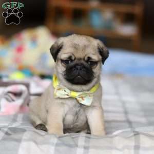 Prince, Pug Puppy